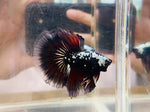 Black-Red Mamba Halfmoon (Male)