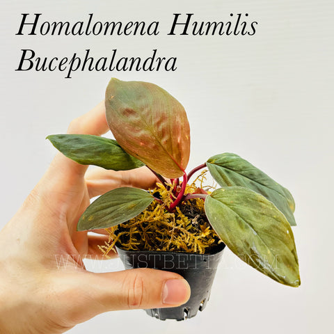 Bucephalandra Homalomena Humilis (Emerse)
