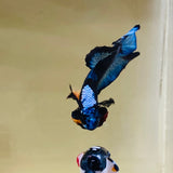 Rare! Tancho BlackStar (Male)