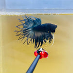 Steel Blue King Crowntail (Male)