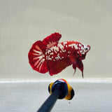 Rare! Red Galaxy (Male)