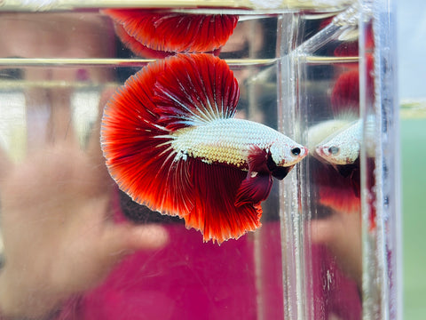 Red Dragon Halfmoon (Male)