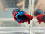 Red Hellboy (Male)
