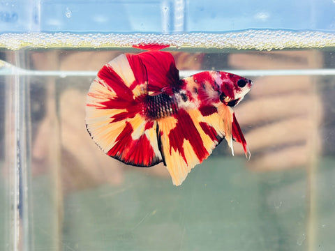 BIG-Tail Nemo Koi (Male)