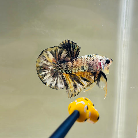 Yellow Copper Fancy (Male)