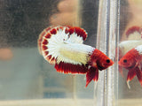 Red-Head Copper Fancy (Male)
