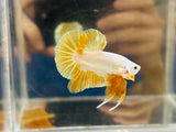 Yellow Gold Dragon (Male)