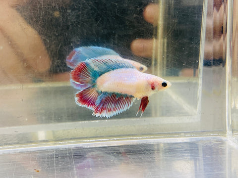 Mascot Doubletail (Female)