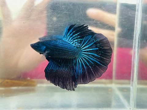 Green Lace Halfmoon (Male)