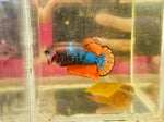Orange MG (Female)