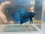 Turquoise Mahachai (Male)