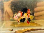 Tri-Colour Candy Koi Marble (Male)
