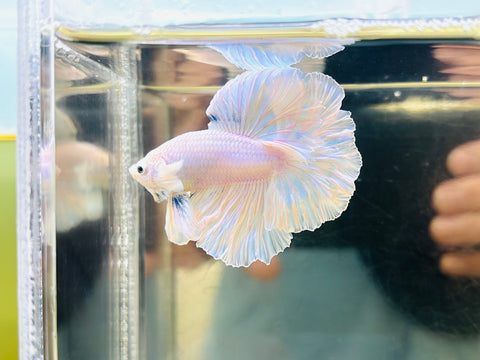 Pastel Rosetail / Feathertail (Male)