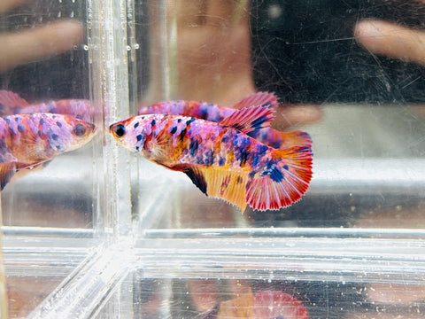 Purple Candy (Female)