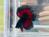 Vampire Halfmoon (Male)