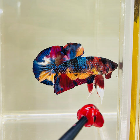 Metallic Candy Multicolour (Male)