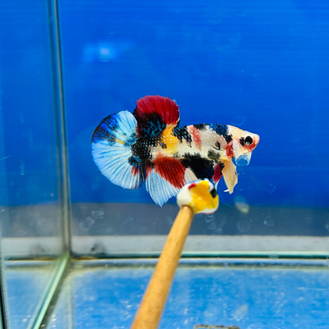 Metallic Candy Koi (Male)