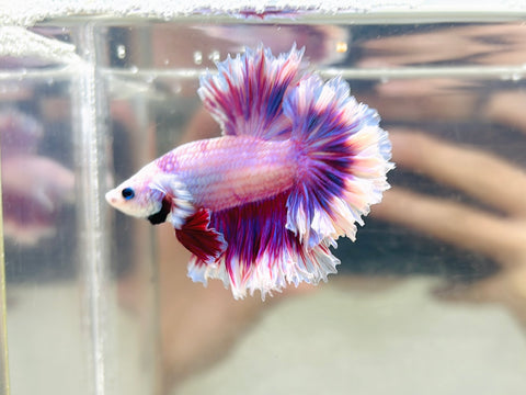 Lavender-Pink Rosetail (Male)