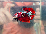 Galaxy Copper Koi 2 (Male)