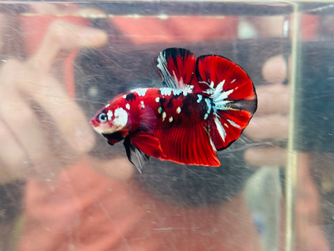Galaxy Copper Koi 2 (Male)