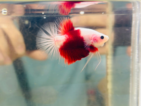 Tancho Red Koi (Male)