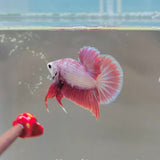 Short-body Pink Junior (Male)