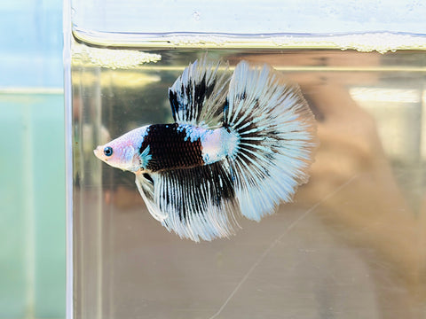Rare! Headgear Snowflake Halfmoon (Male)
