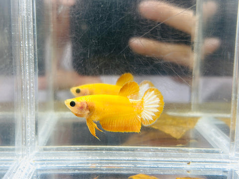 Yellow Hellboy (Female)
