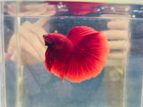 Super Red Halfmoon (Male)
