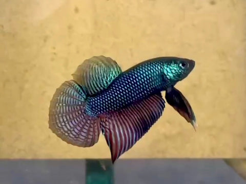 Smaragdina Guitar “Carbon” (Male)