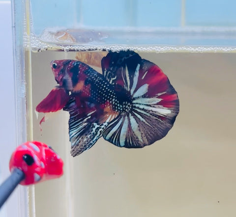 BIG-Tail Copper Koi (Male)