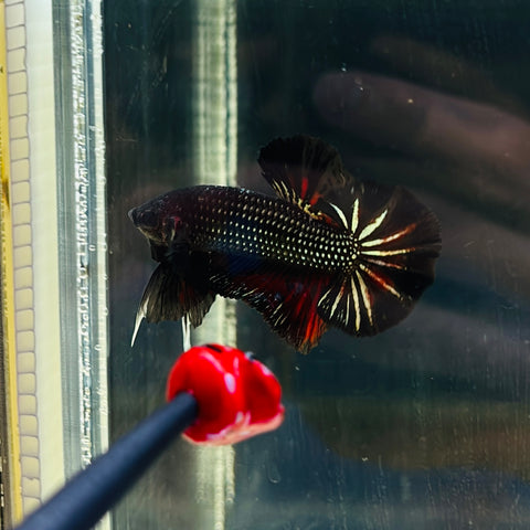 Galaxy Red-Black Copper (Male)