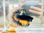 Yellow-Black MG Halfmoon (Male)