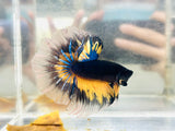 Yellow-Black MG Halfmoon (Male)