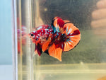 Galaxy Nemo Koi (Male)