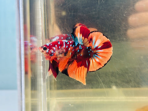 Galaxy Nemo Koi (Male)