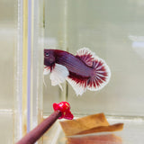 Lavender Dumbo Junior (Male)