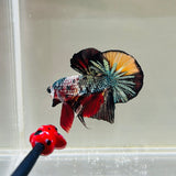 BIG-Tail Copper Fancy Candy (Male)