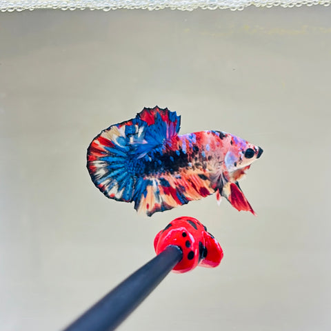 Galaxy Candy Koi (Male)