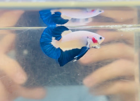 Blue Rim Junior (Male)