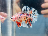 Polka-Dot Marble-Candy Giant Junior (Male)