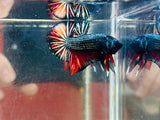 Black Copper Candy Junior (Male)