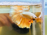 Gold Halfmoon (Male)