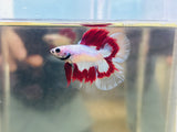Unique! Red Koi Doubletail Halfmoon Junior (Male)