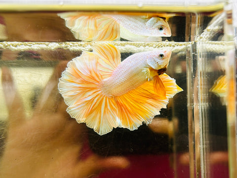 Gold Dragon Rosetail Junior (Male)
