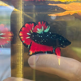 Vampire Stardust (Male)