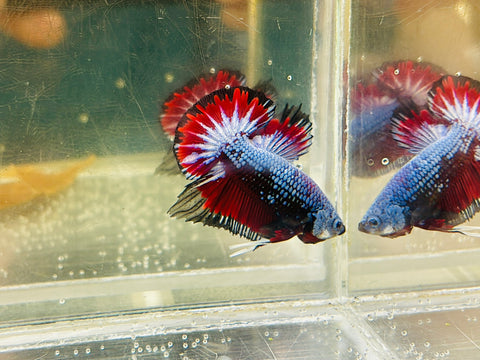 Vampire Blue Samurai Junior (Male)