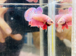 Metallic Pink Junior (Male)