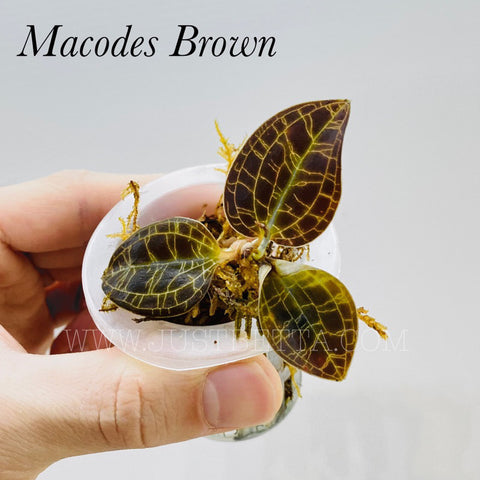 Macodes brown