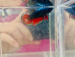 Red Copper (Female)